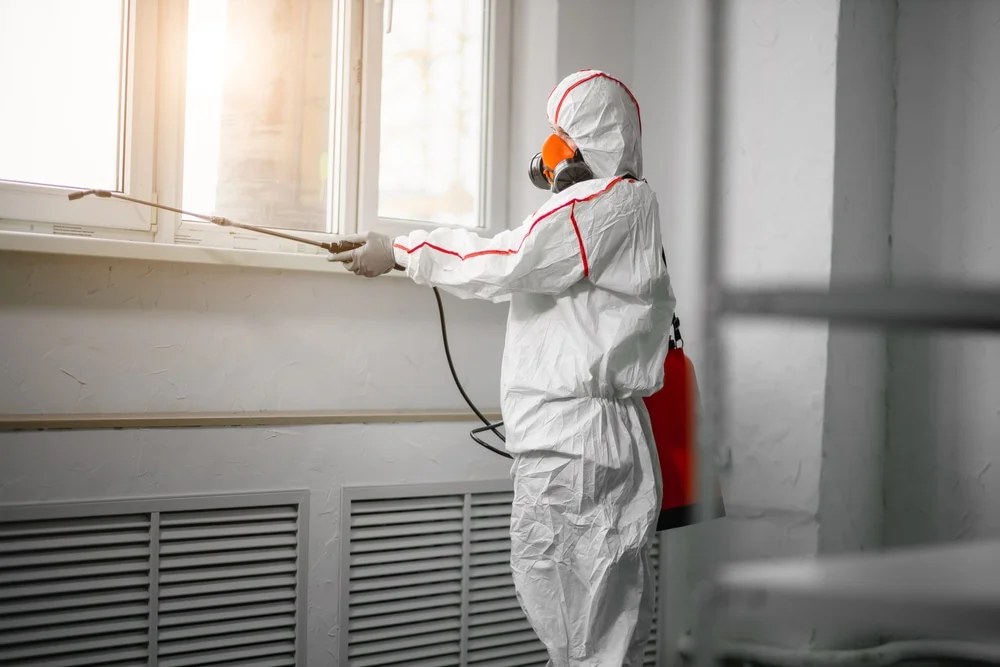 Professional mold remediation services in New Smyrna Beach, FL